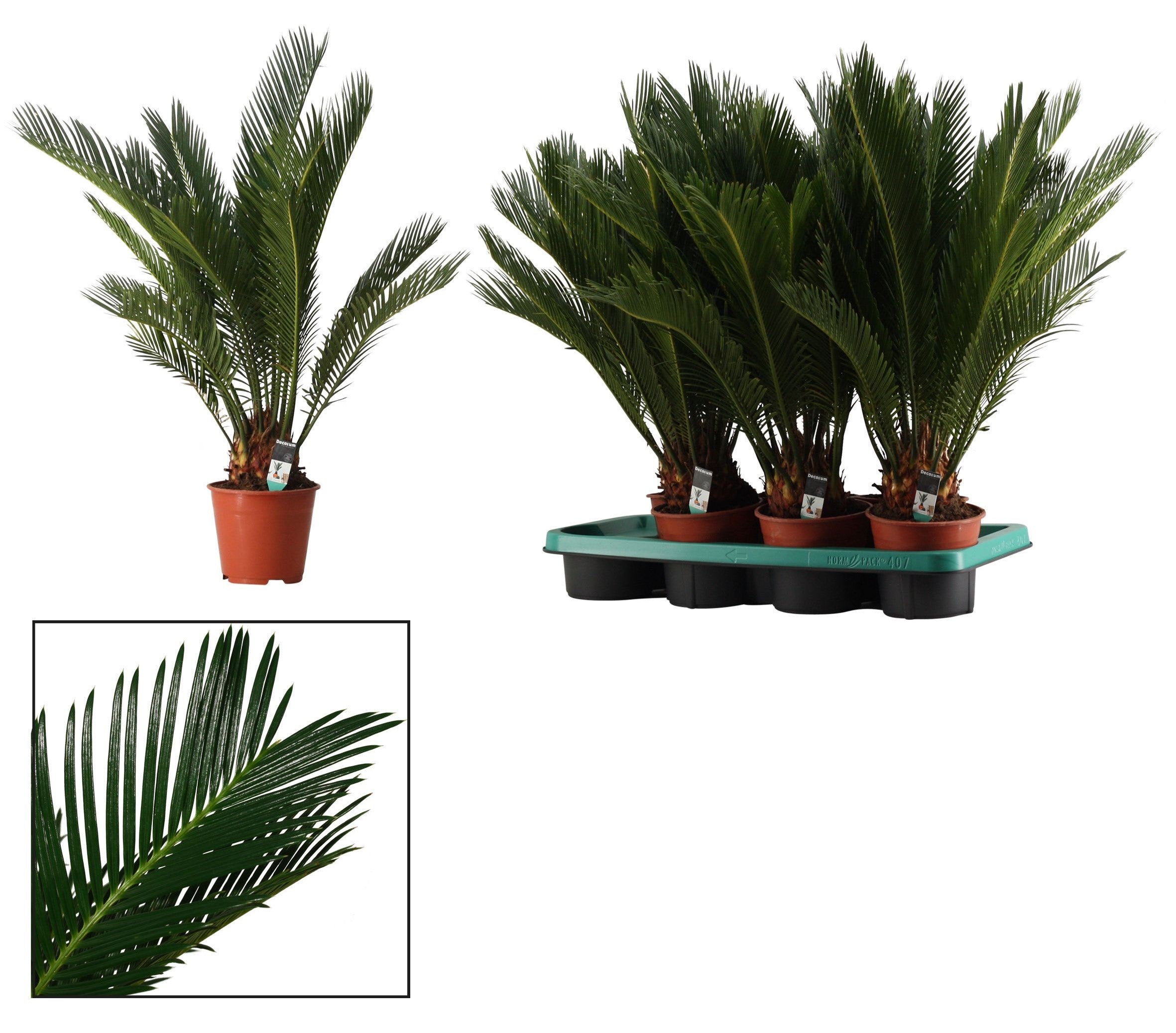 Cycas Revoluta Ghiveci 14 Cm H 65 cm  ,Sago Palm