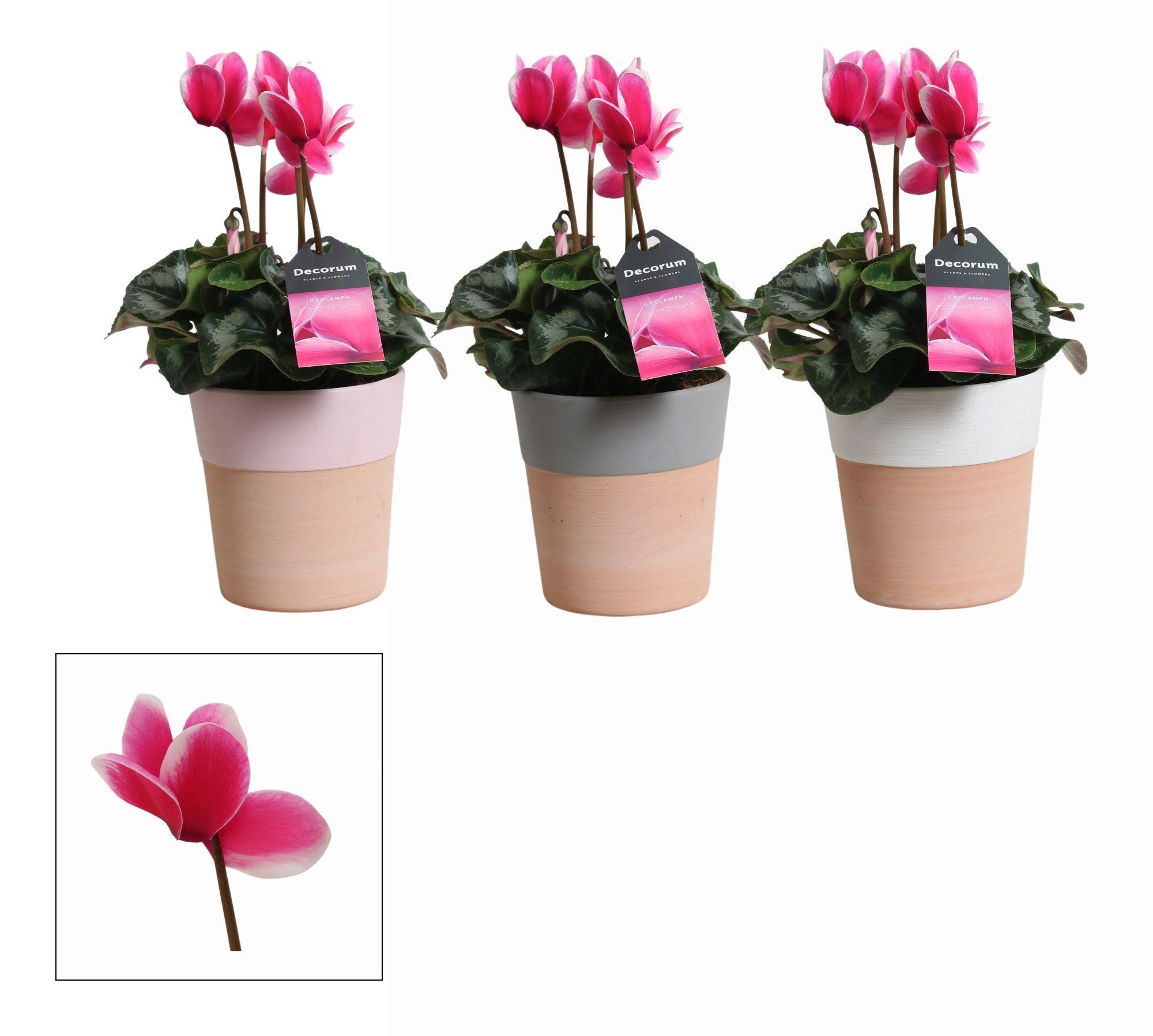 Cyclaam Ghiveci 12cm H30  Lovely Moments