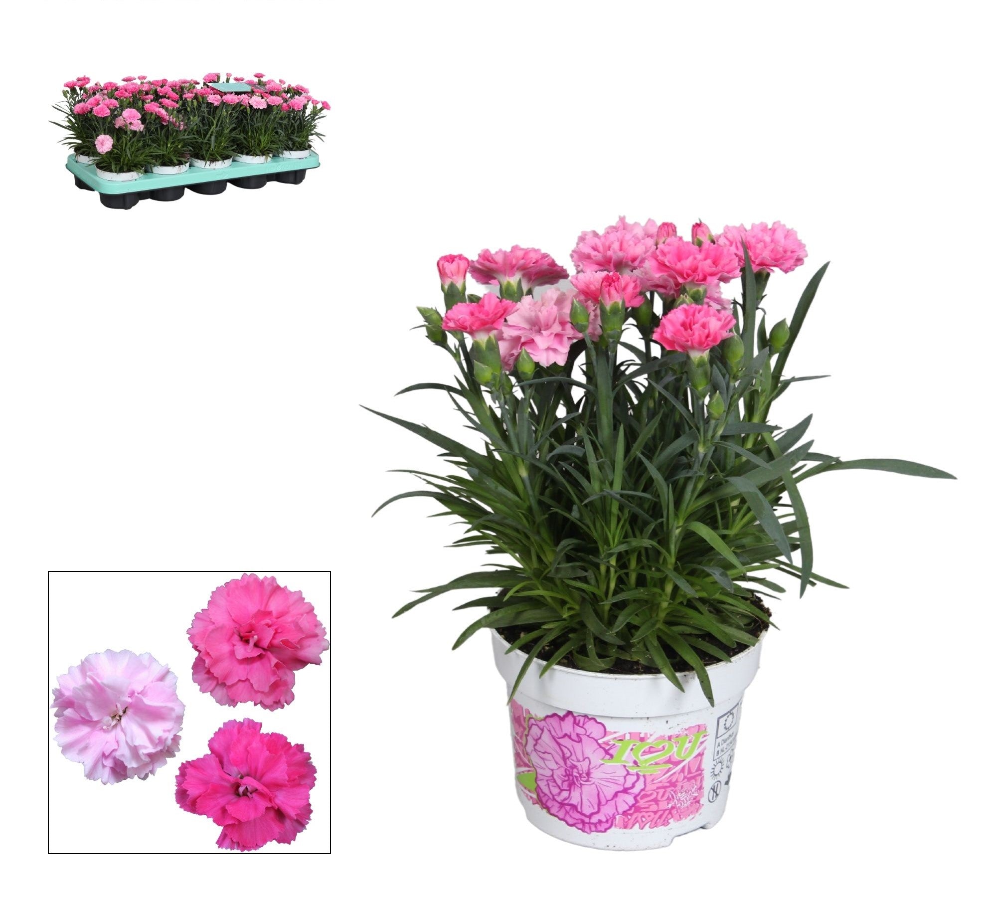 Dianthus (Gorfita)Ghiveci  10,5 Cm H 21cm  I Love You