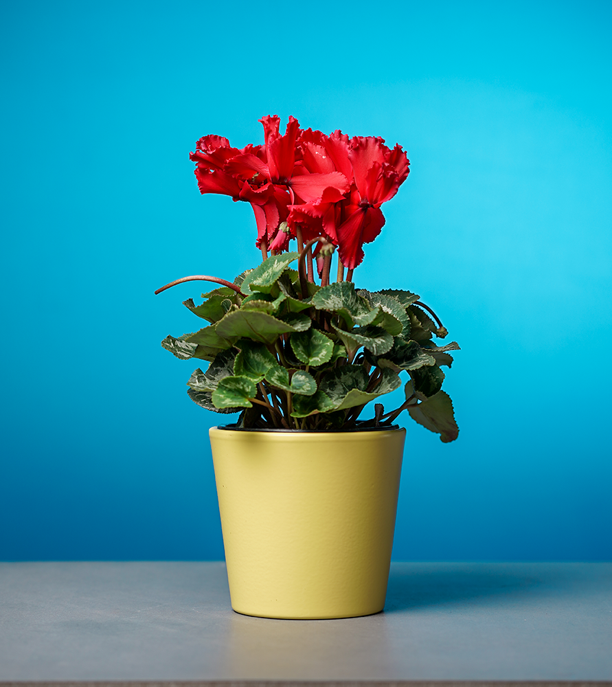 Cyclamen # 2