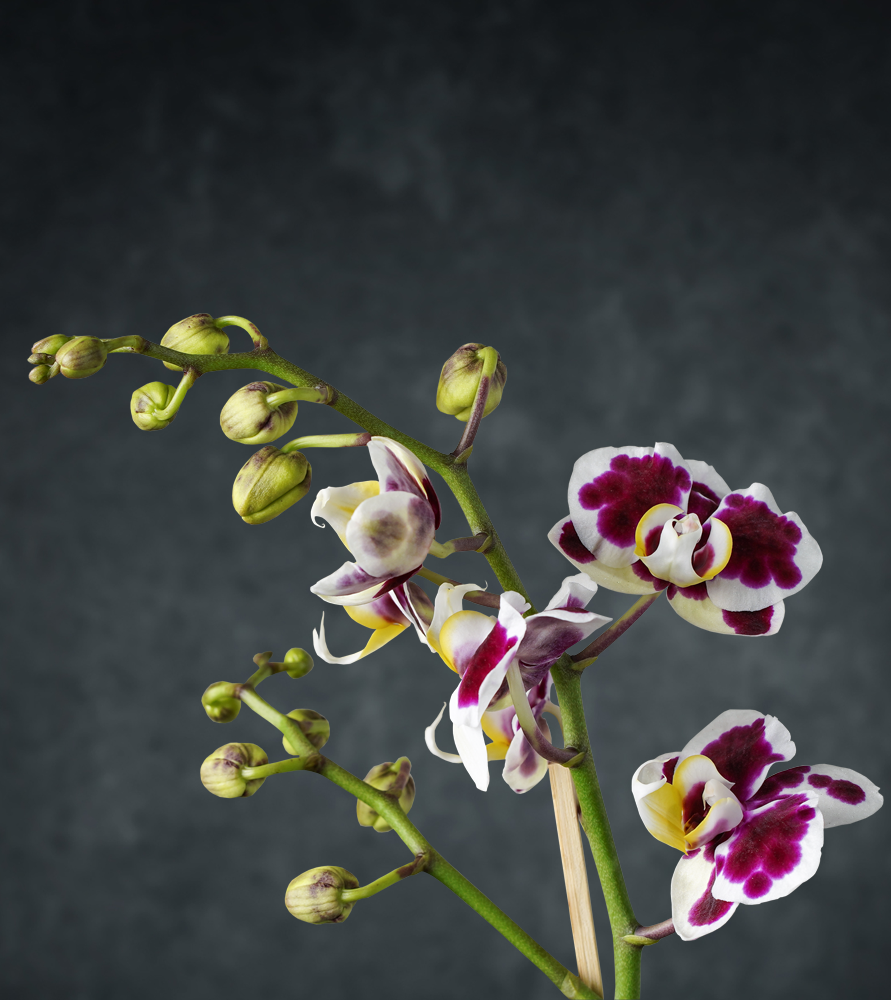 Orhidee Phalaenopsis # 1
