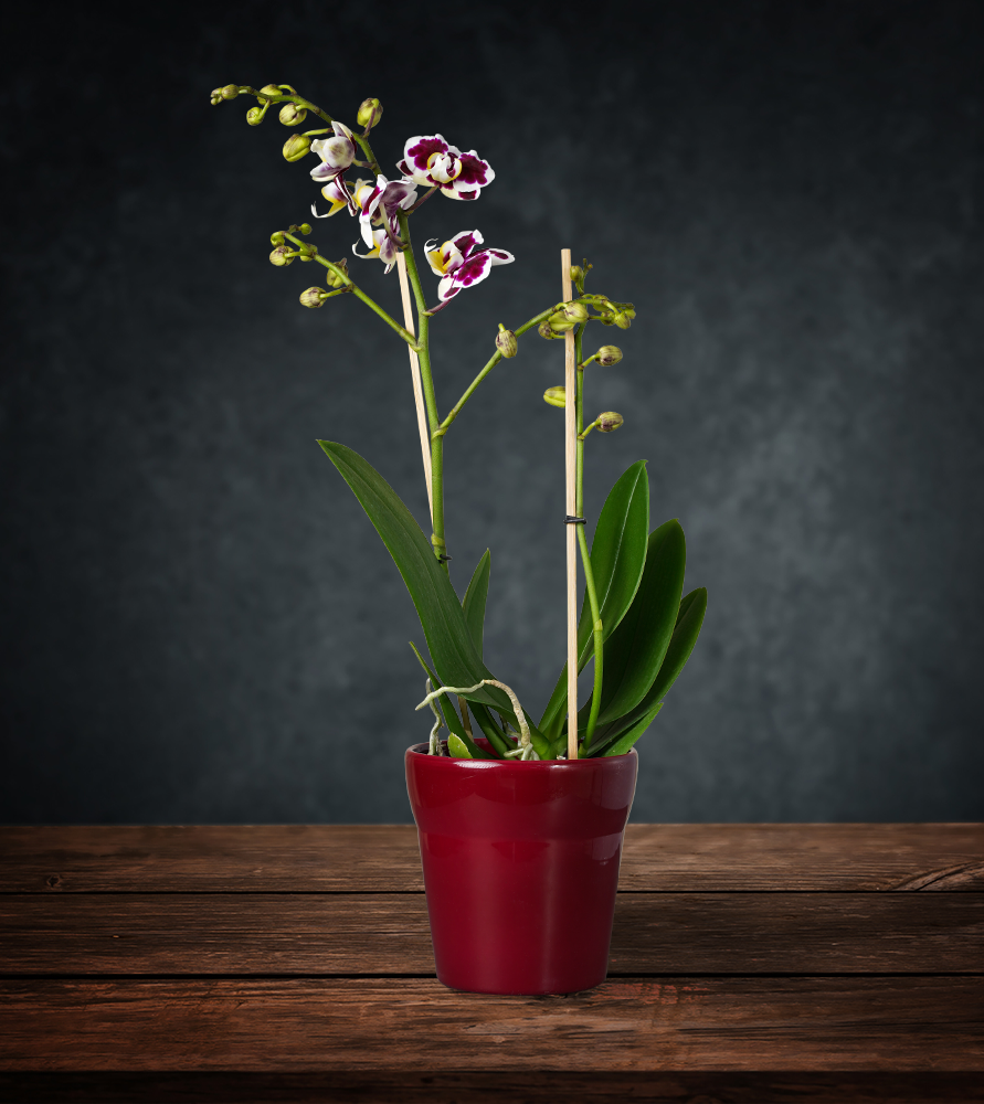 Orhidee Phalaenopsis # 1