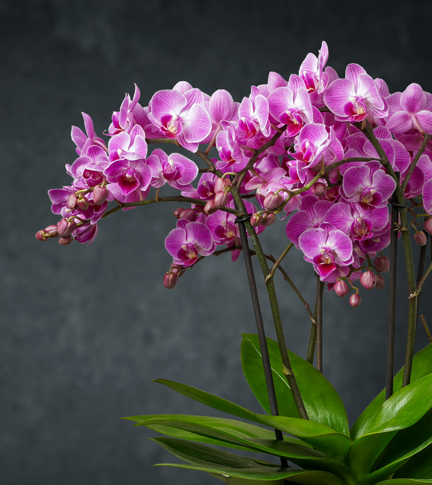 Orhidee Pahalenopsis # 3