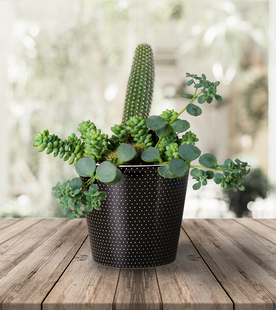 Aranjament Plante Suculente # 1