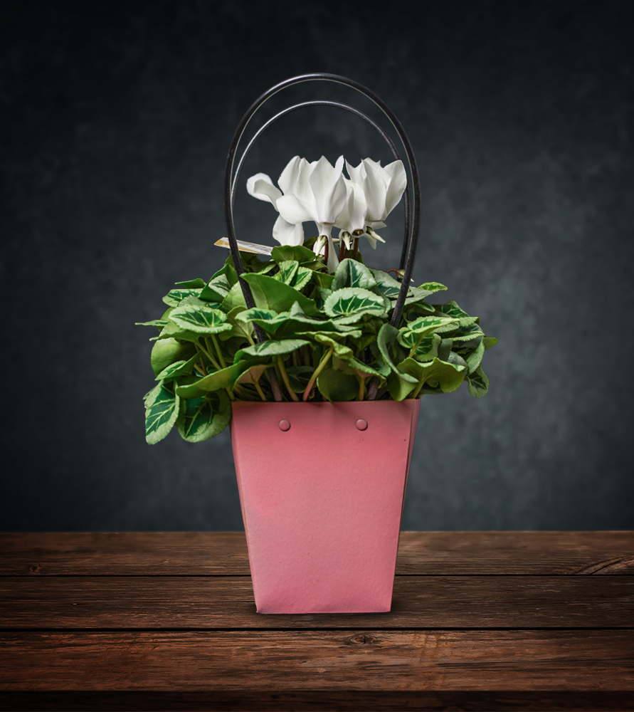Cyclamen # 1