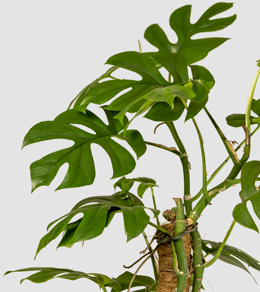 Monstera Minima (Rhaphidophora Tetrasperma)