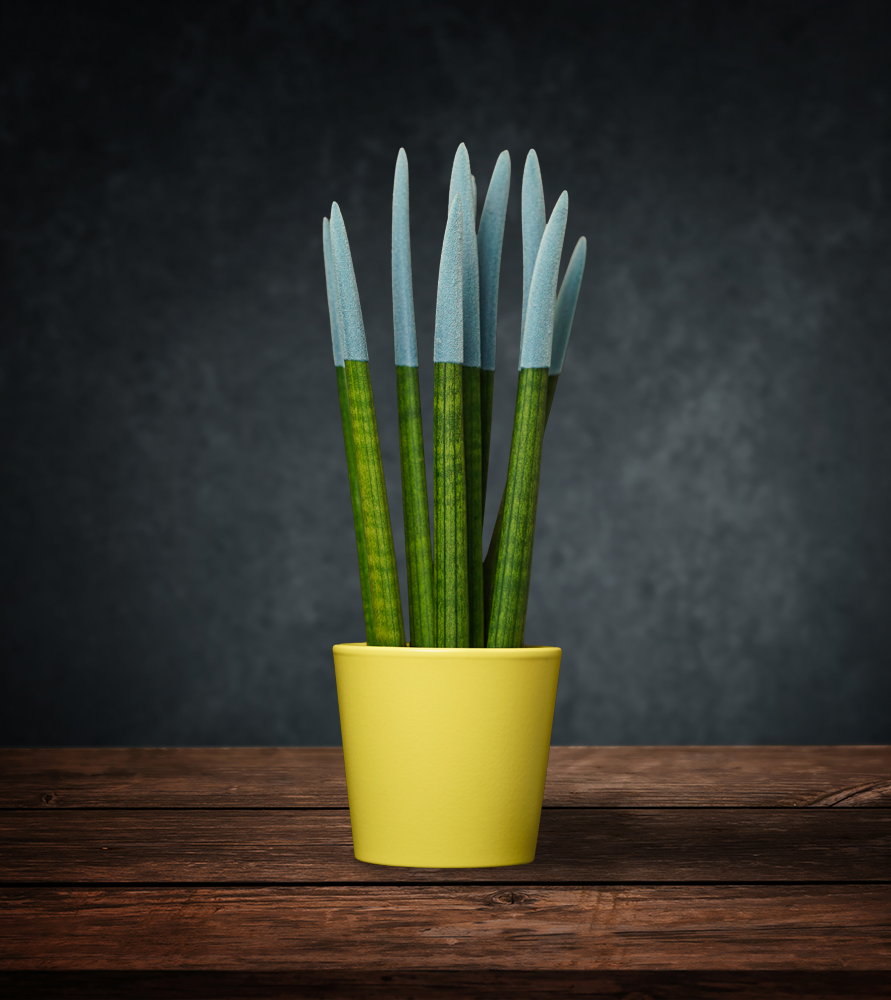 SANSEVIERIA CYLINDRICA PAYNTED