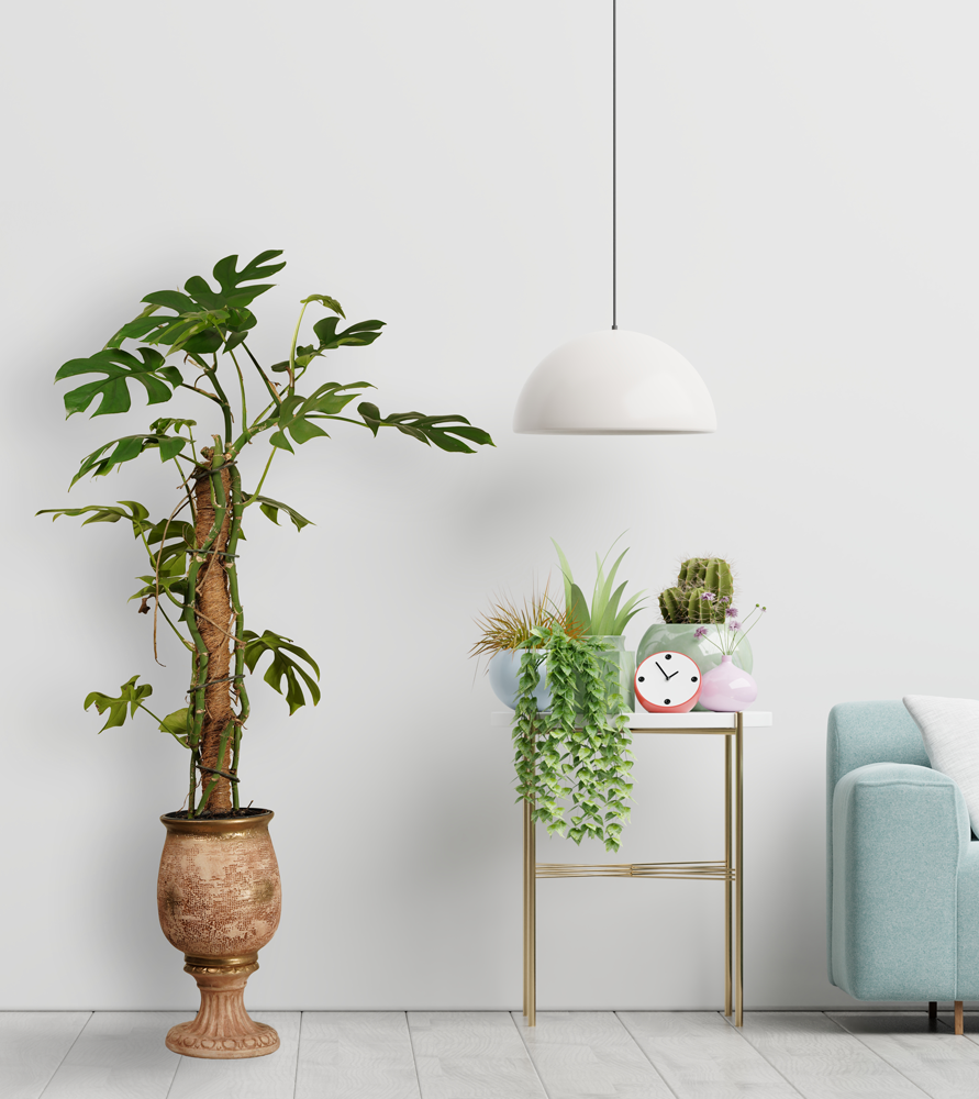 Monstera Minima (Rhaphidophora Tetrasperma)