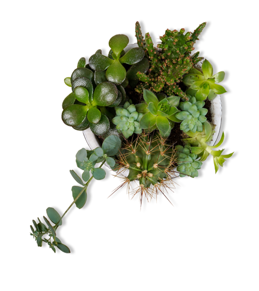 Aranjament Plante Suculente # 2