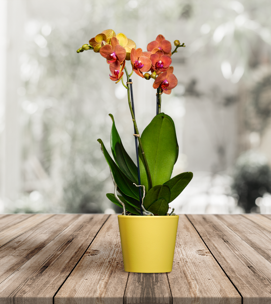 Orhidee Phalaenopsis # 2