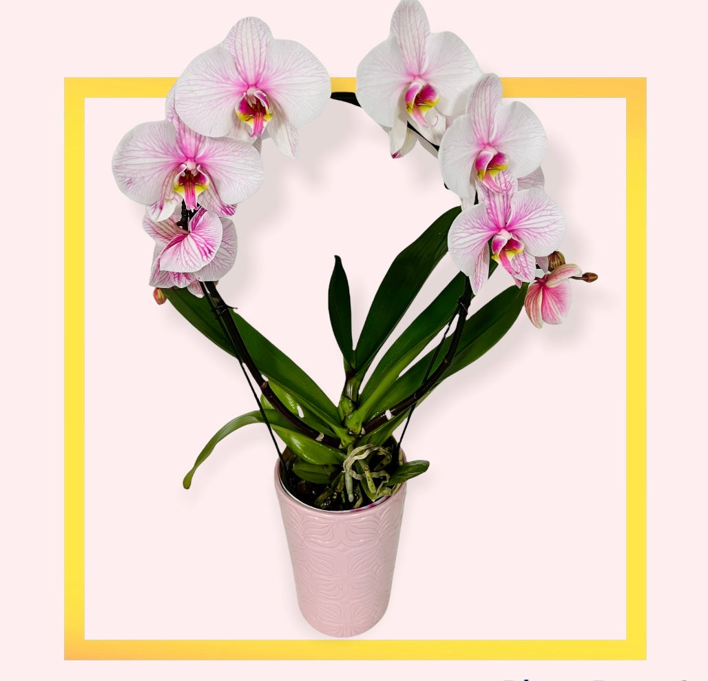 Orhidee Phalaenopsis  # 4