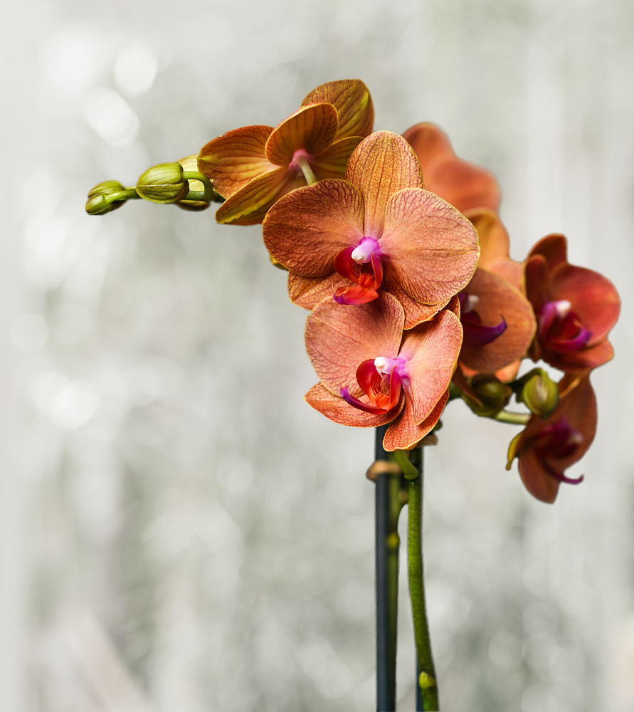 Orhidee Phalaenopsis # 2