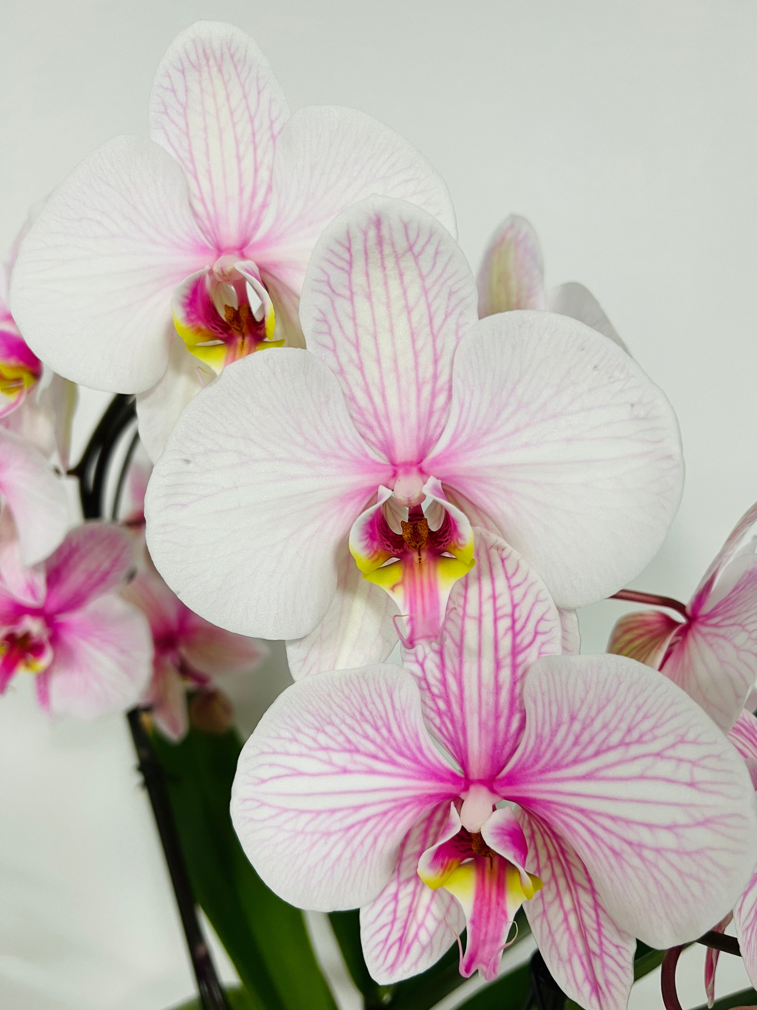 Orhidee Phalaenopsis  # 4